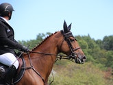 In equestrian sports after graduation